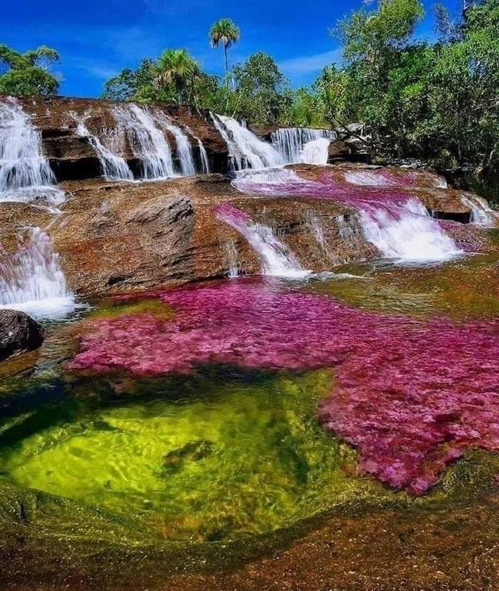 CAÑO CRISTALES, Colors, Landscapes, Flavors Best Time to Visit: June to November 4D/3N - Image 2
