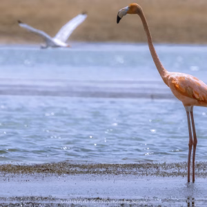 Explora La Guajira 4D/3N